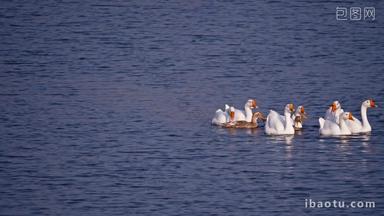 大白鹅和鸭子水面游泳实拍